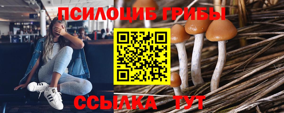 Галлюциногенные грибы Psilocybe  Вход с VPN  Великий Устюг 